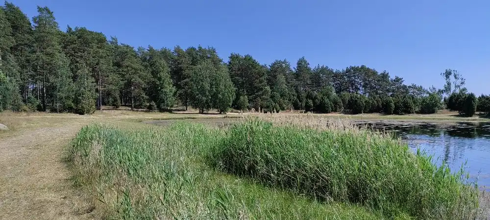 En grönskande campingplats med träd och gräs omgiven av en naturlig miljö på Kaffetorpets camping.
