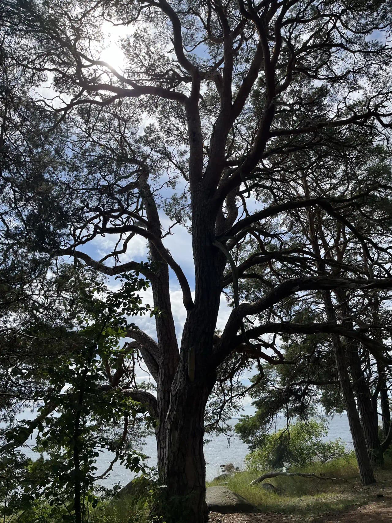 En naturskön campingplats med träd och grönska under en klar himmel.