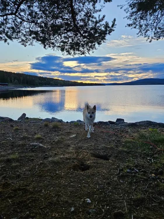 Gäddede camping: Njut av äventyrliga naturupplevelser, avkoppling och lokal mat i Jämtlands vackra landskap.