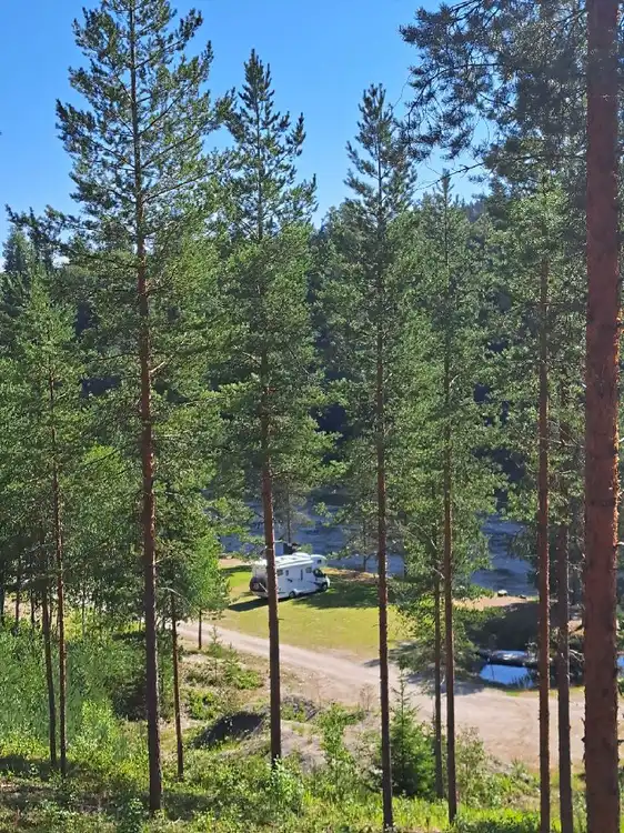 En somrig skogsglänta med gröna träd och lummiga växter, typisk för landskapet vid Zorbcenter.