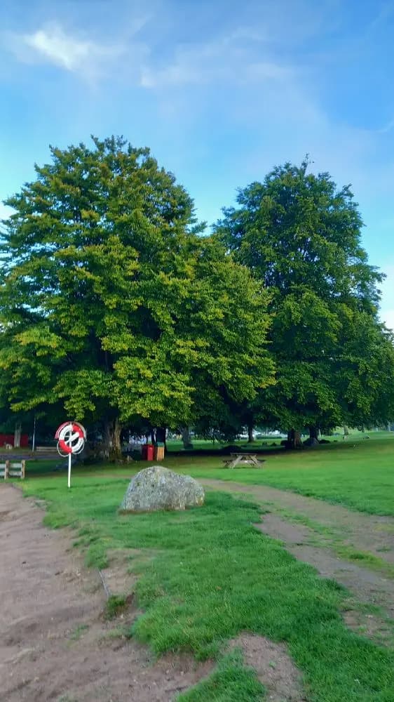 En grönskande campingplats med frodig gräsmatta och flera träd, belägen i natursköna Evedals camping.