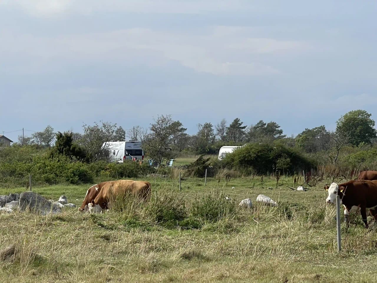 En grön äng med betande kor i en lantlig miljö, omgiven av öppna fält och en idyllisk landsbygd vid Wikegårds semesterby & ställplatscamping.