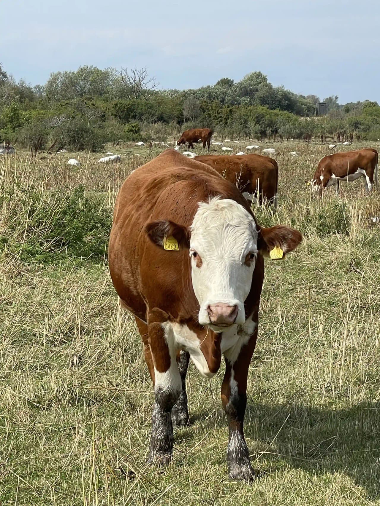 Bild av en somrig landskapsscen vid Wikegårds Semesterby & Ställplatscamping, med vidsträckta ängar och betande bruna mjölkkor.
