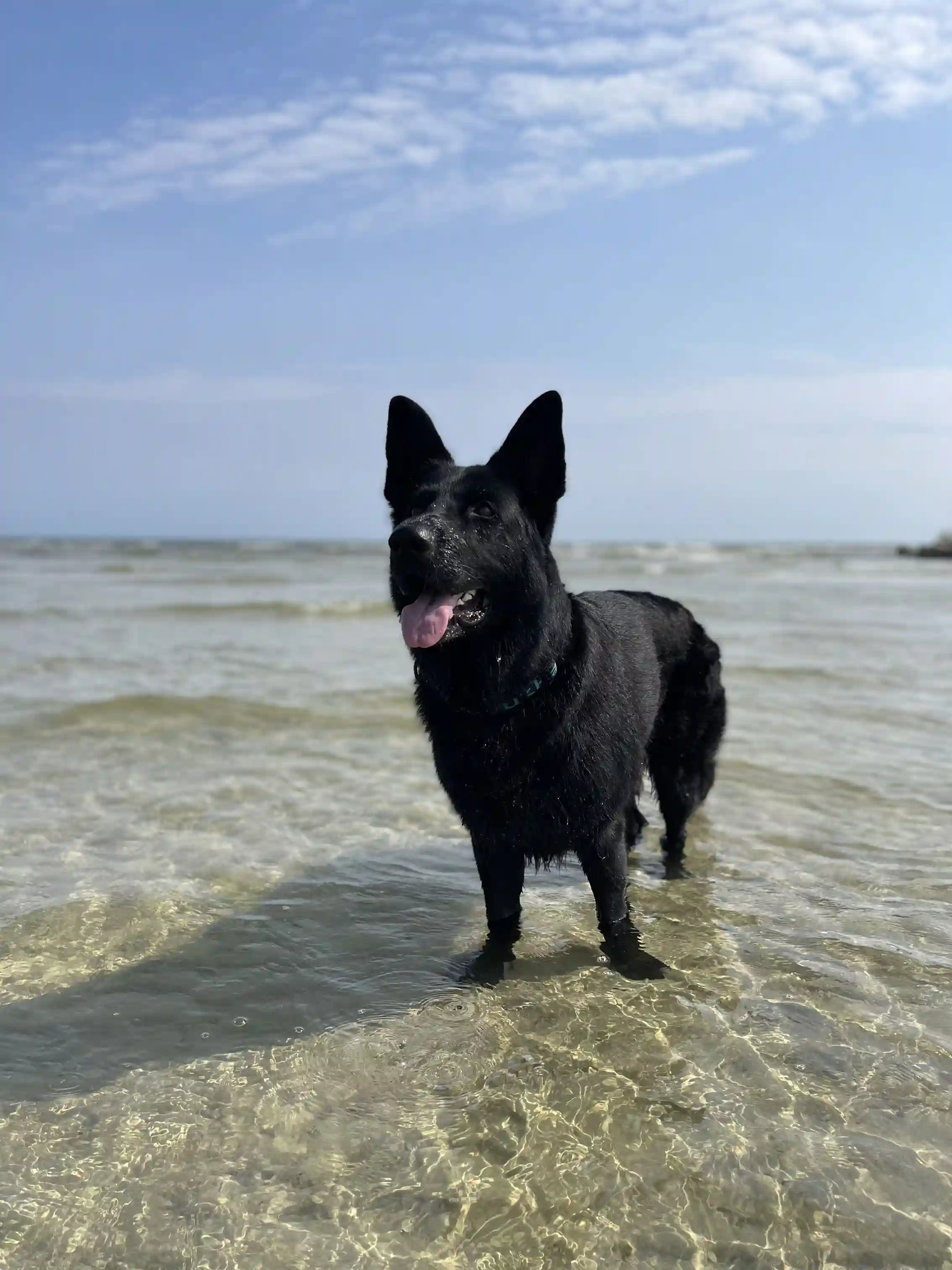 En hund står på en sandstrand vid Wikegårds semesterby & ställplatscamping med havet i bakgrunden. Solen lyser över stranden och skapar en lugn och avkopplande atmosfär.