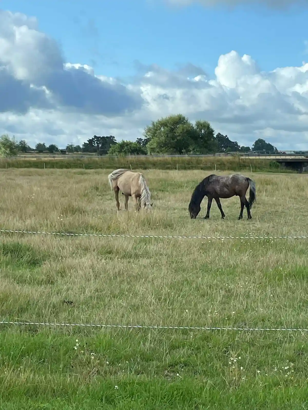 En häst betar på en grön äng omgiven av ett vidsträckt naturlandskap med moln på himlen. I bakgrunden syns öppna fält och betesmarker.