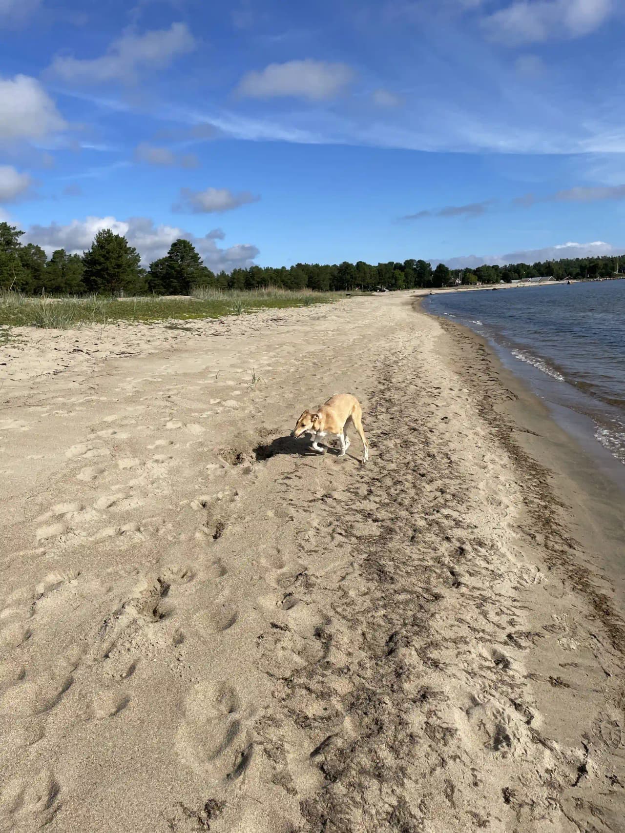En hund promenerar längs en sandstrand vid Sörfjärdens camping under en molnig dag, med vågor som rullar in längs kusten.