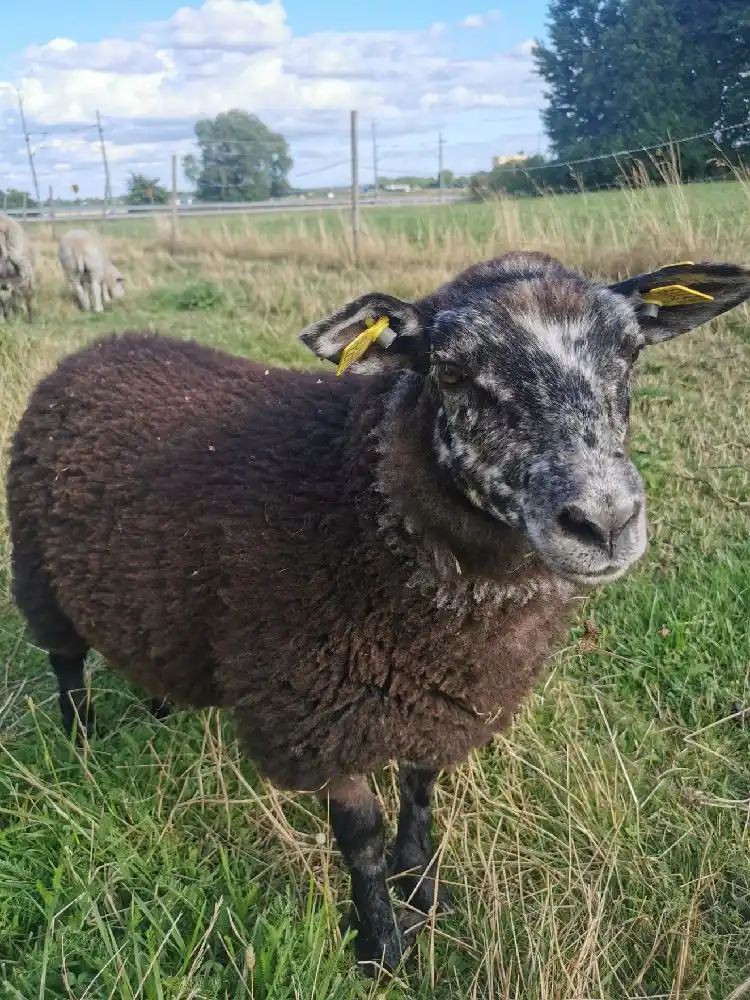 Får som betar på en grön äng vid Gripenbergs gård.