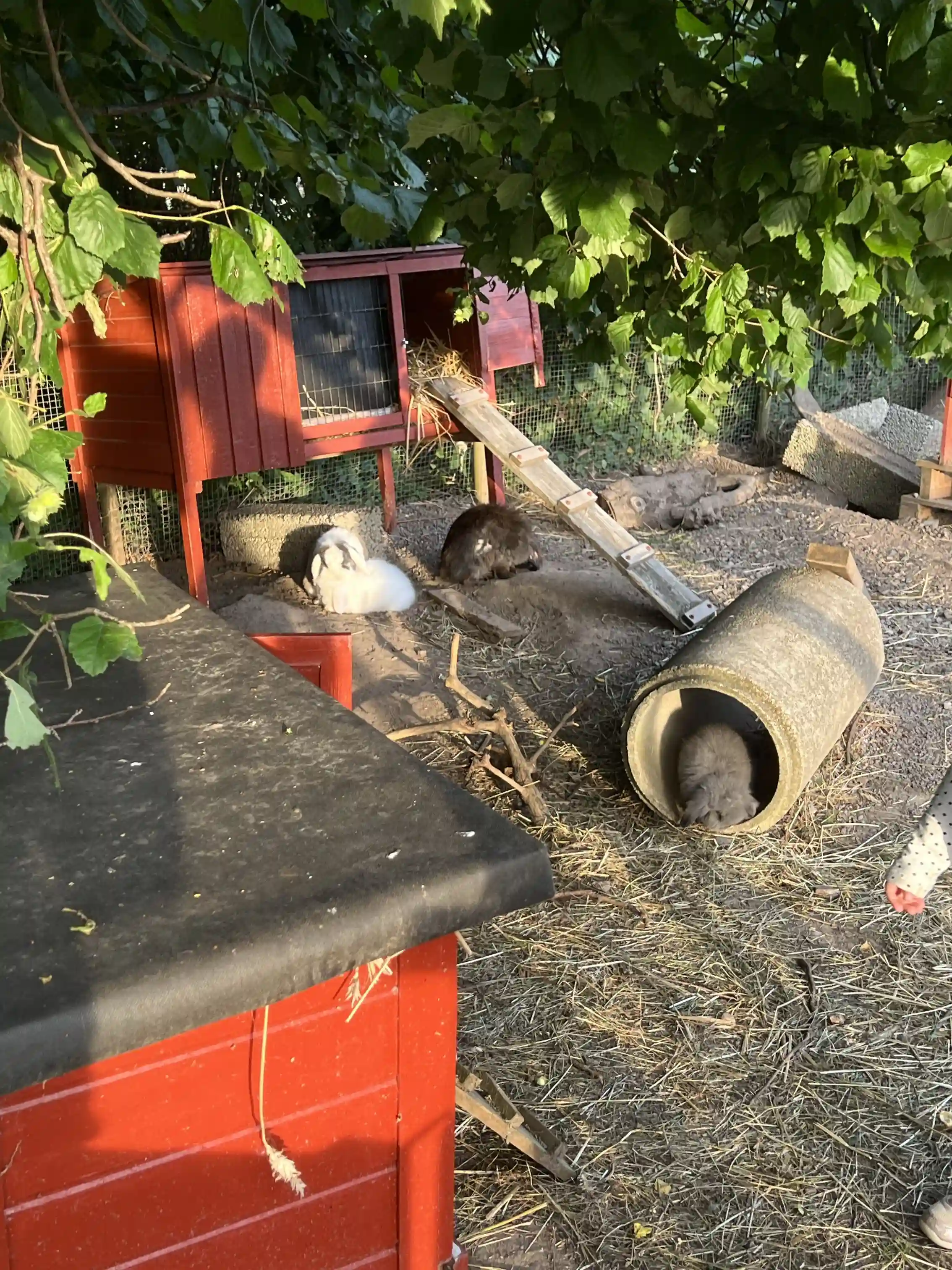 En bild av Gripenbergs gård som visar en lantlig bakgård med en hönsgård. Flera höns och andra fåglar ses ströva fritt på den jordiga marken.