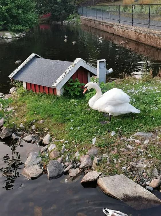 En sjö med simmande änder och svanar bland grön vegetation i Sjöparkens camping.