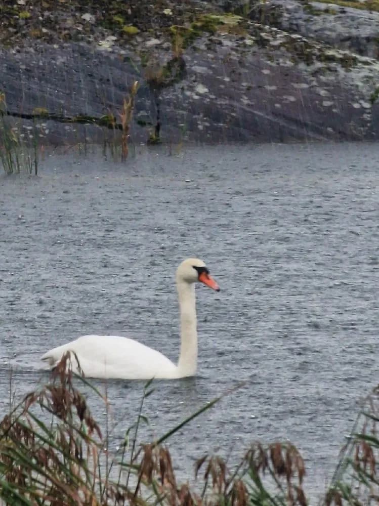 Två svanar simmar lugnt på en stilla sjö vid Filsbäcks camping, omgivet av frodig grönska och vilda fåglar.
