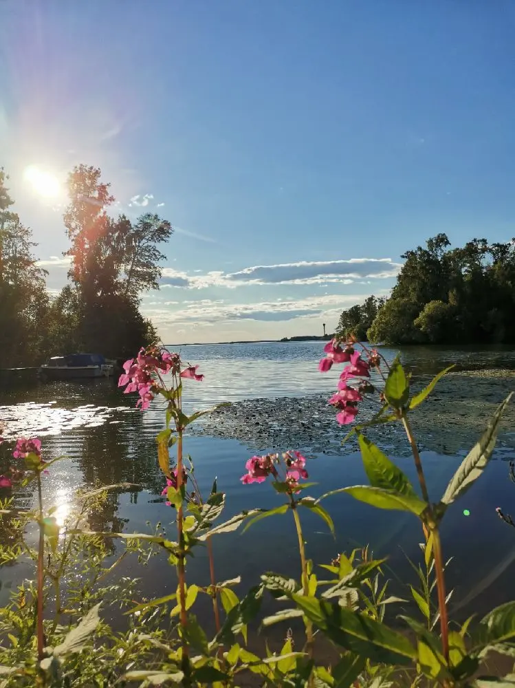 Vy över Hjälmaresunds camping med sjölandskap i bakgrunden. Morgonsolen speglas i vattnet och omgivningen är fylld med vilda blommor och våtmarker. En lugn och fridfull miljö som präglas av sommarens ljus och naturens stillhet i morgon- eller kvällstid.