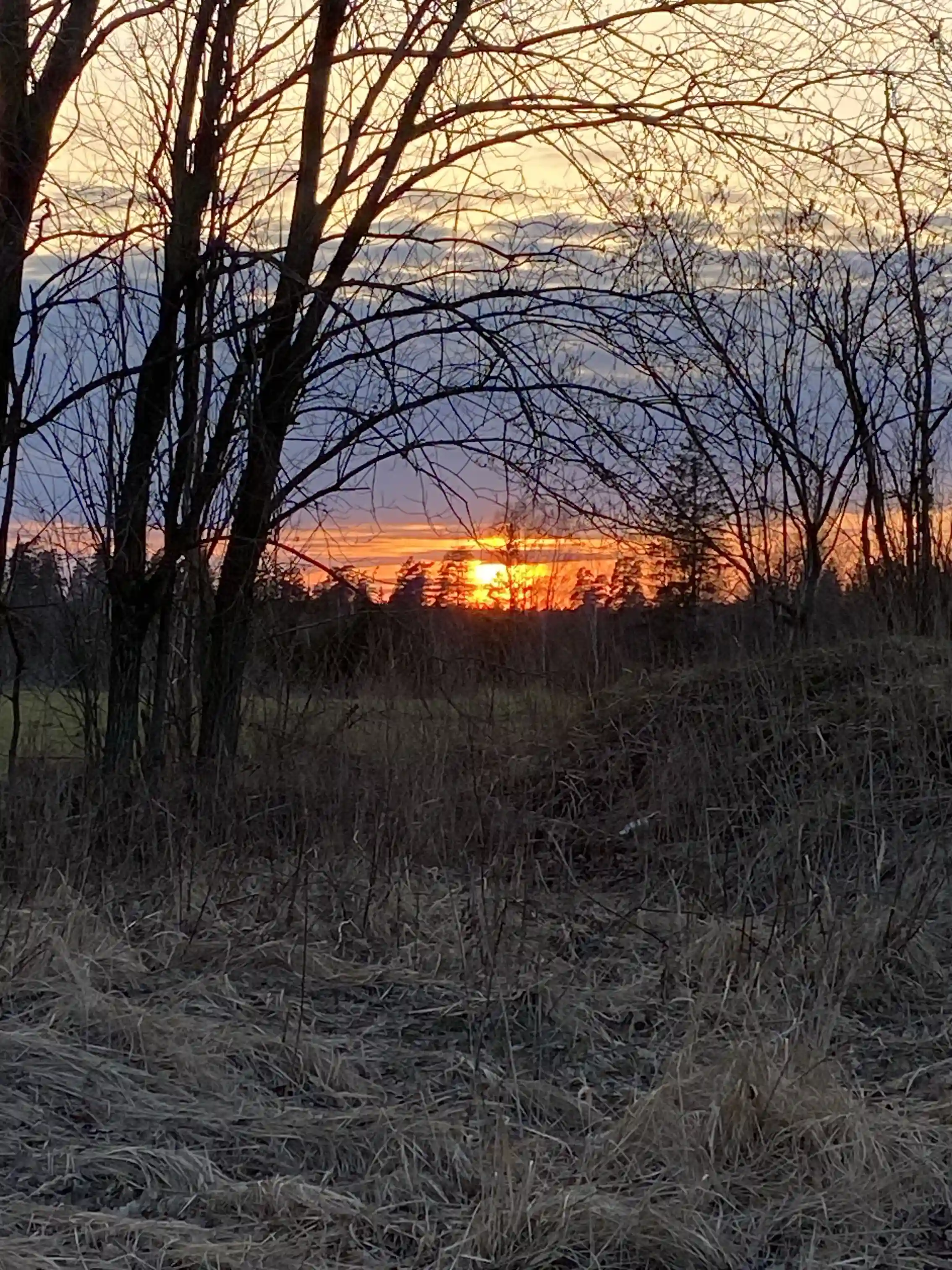 Bild av Abrahams Camp. En gren sträcker sig mot himlen, omgiven av löv. Solen skymtar i bakgrunden och kastar ett gyllene sken över landskapet vid skymning eller gryning.