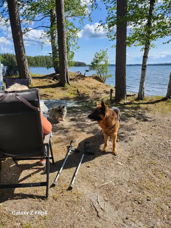 En svart och brun schäferhund ligger avslappnat vid sidan av en campingstol på Revelbadets campingplats.