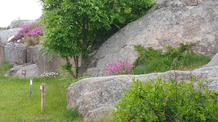 Ett naturskönt område vid Rörviks camping med en varierad växtlighet bestående av buskar och gräs, omgiven av stora stenar och klippor.