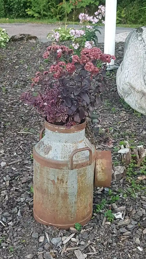En rostig blomkruka fylld med pelargoner placerad på ett jordigt underlag vid Lövekulle camping.