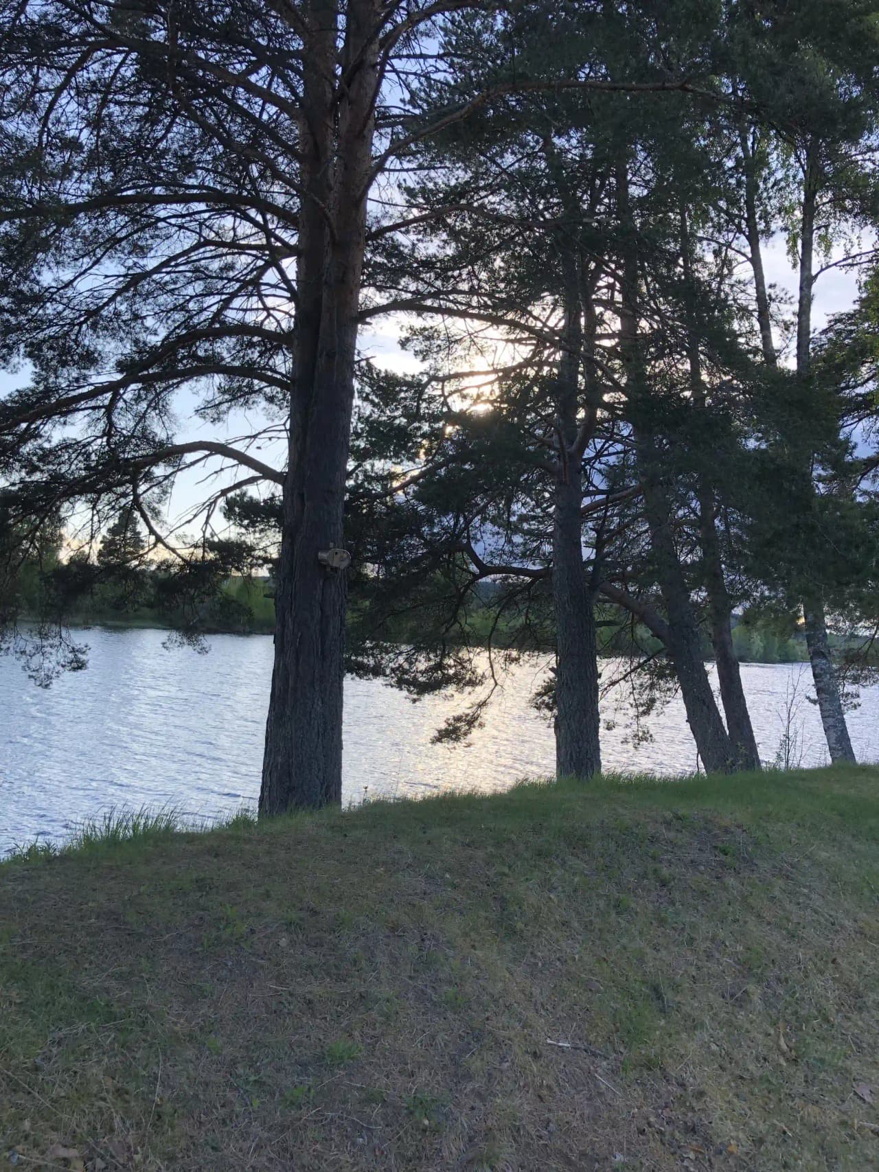 En naturskön campingplats vid en glittrande sjö, omgiven av skog med trädstammar och grenar som sträcker sig över vattenkanten.