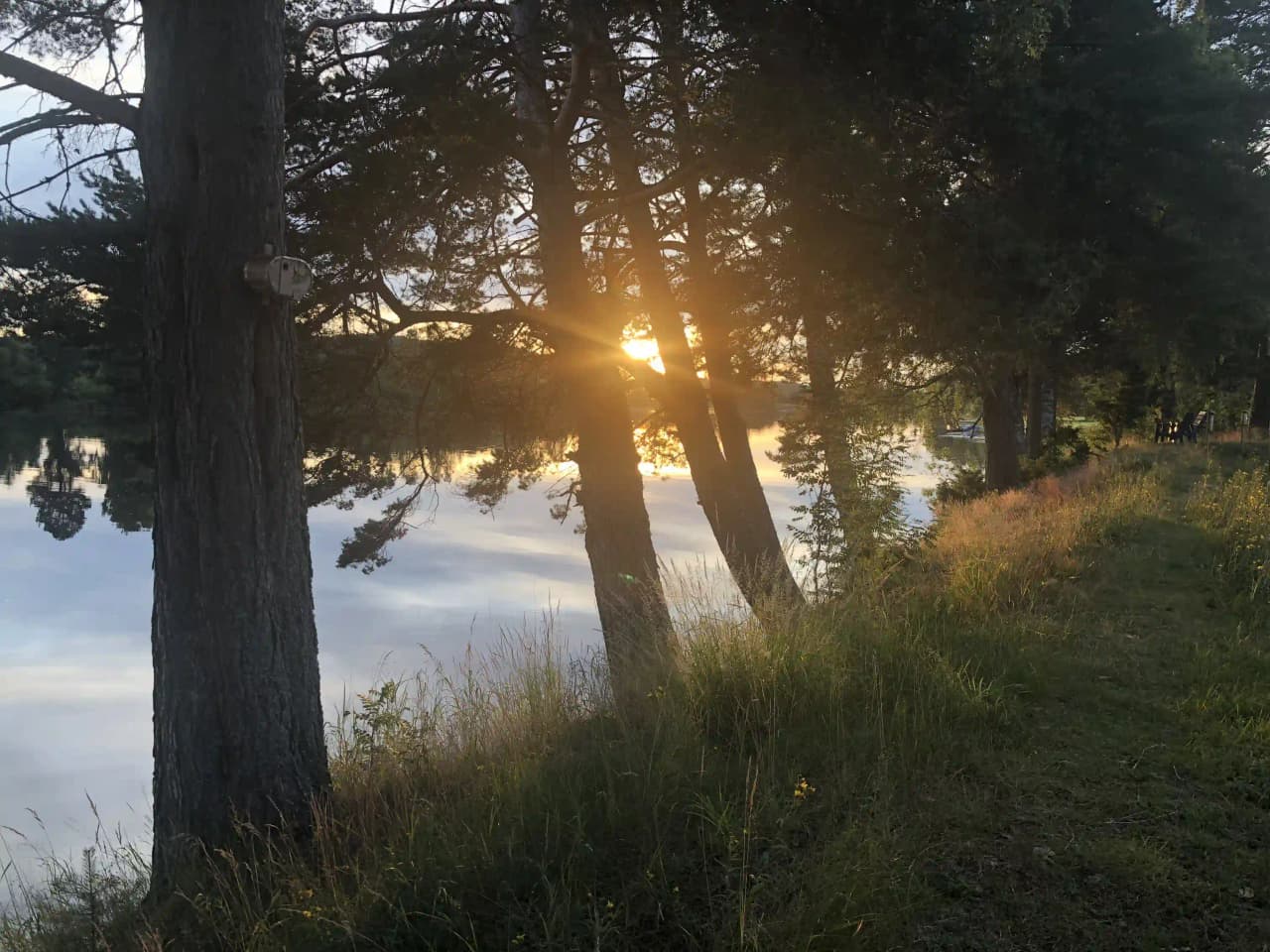 En solig sommardag vid Nås camping, med natur och vildmark omgivande platsen. Trädgrenar sträcker sig mot himlen, solen lyser över landskapet och skapar en lugn atmosfär.
