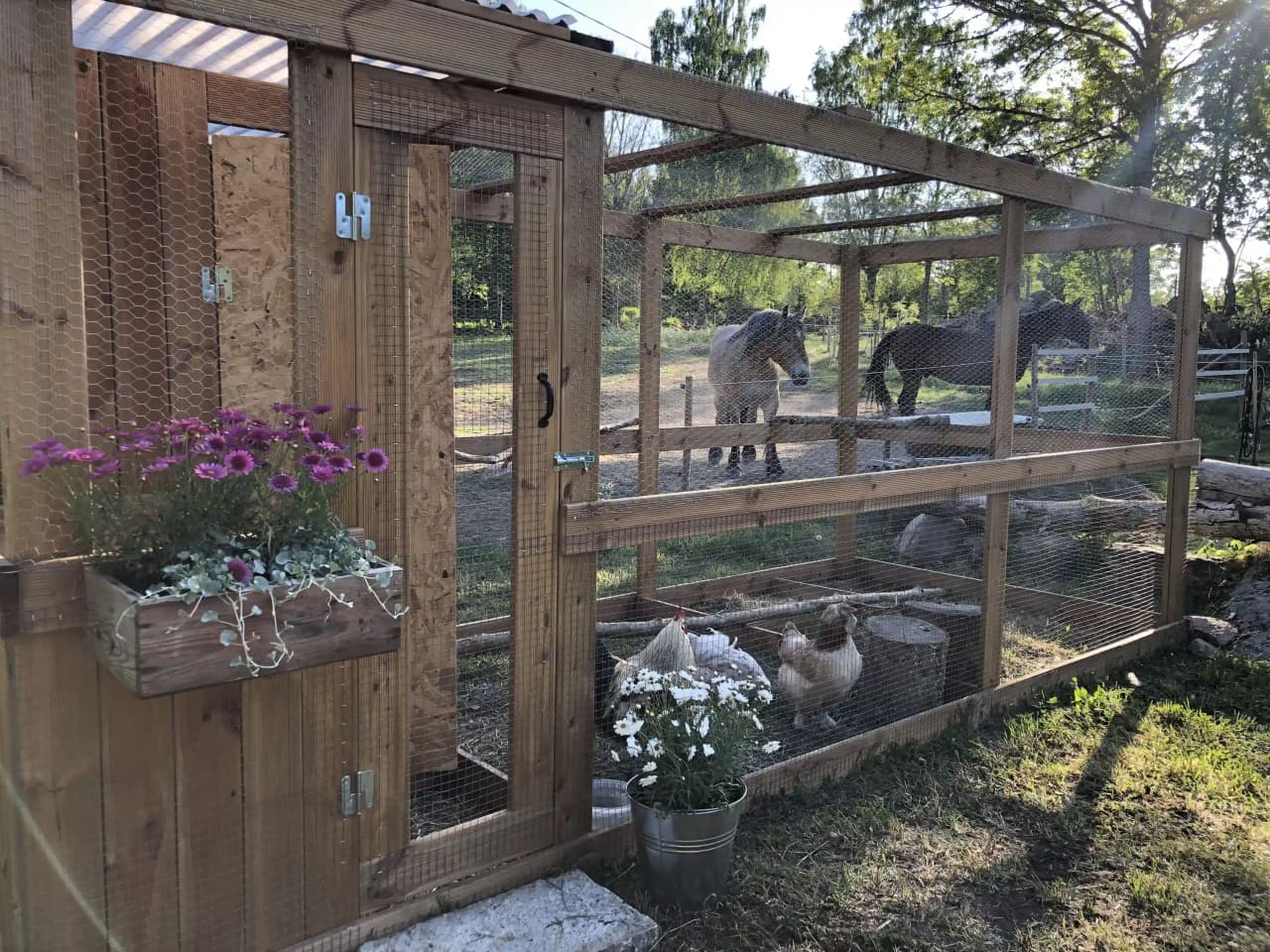 Bild visar ett träkycklinghus omgivet av ett metallnätstängsel. Flera hönor syns innanför inhägnaden, vilka är del av en djurhållning på platsen Hemma på Hult.