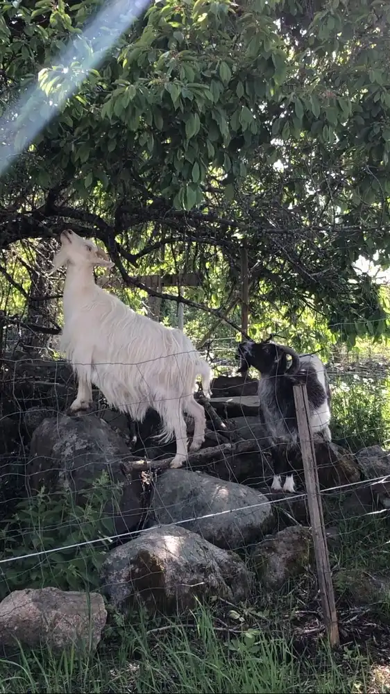 En vit och brun get betar i en grönskande hage på besöksmålet "Hemma på Hult". Geten är en del av hemmets djurhållning och representerar platsens lantliga charm.