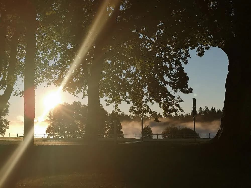 En solig dag vid Hofsnäs Herrgård med trädgrenar och löv i förgrunden mot en ljus himmel.
