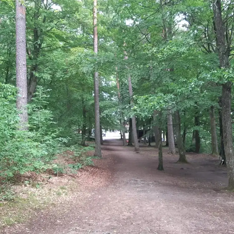 En frodig skogsmiljö med täta träd och grönskande vegetation vid Vallsnäs camping, en naturlig stig slingrar sig genom skogen.