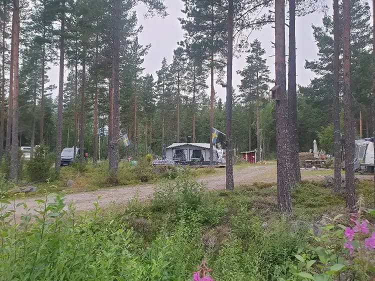 En campingplats omgiven av träd, inklusive tallar och lärkträd. Ett par husbilar står parkerade bland de gröna omgivningarna.