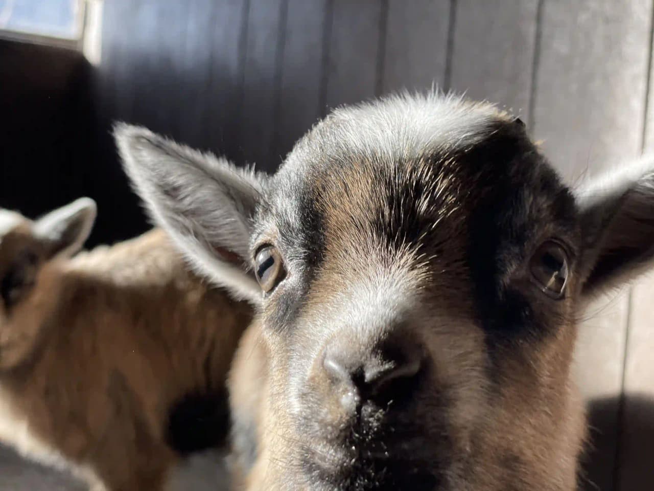 En närbild på getter med päls och horn, en del av verksamheten på Hotell & Spa Lögnäs Gård.