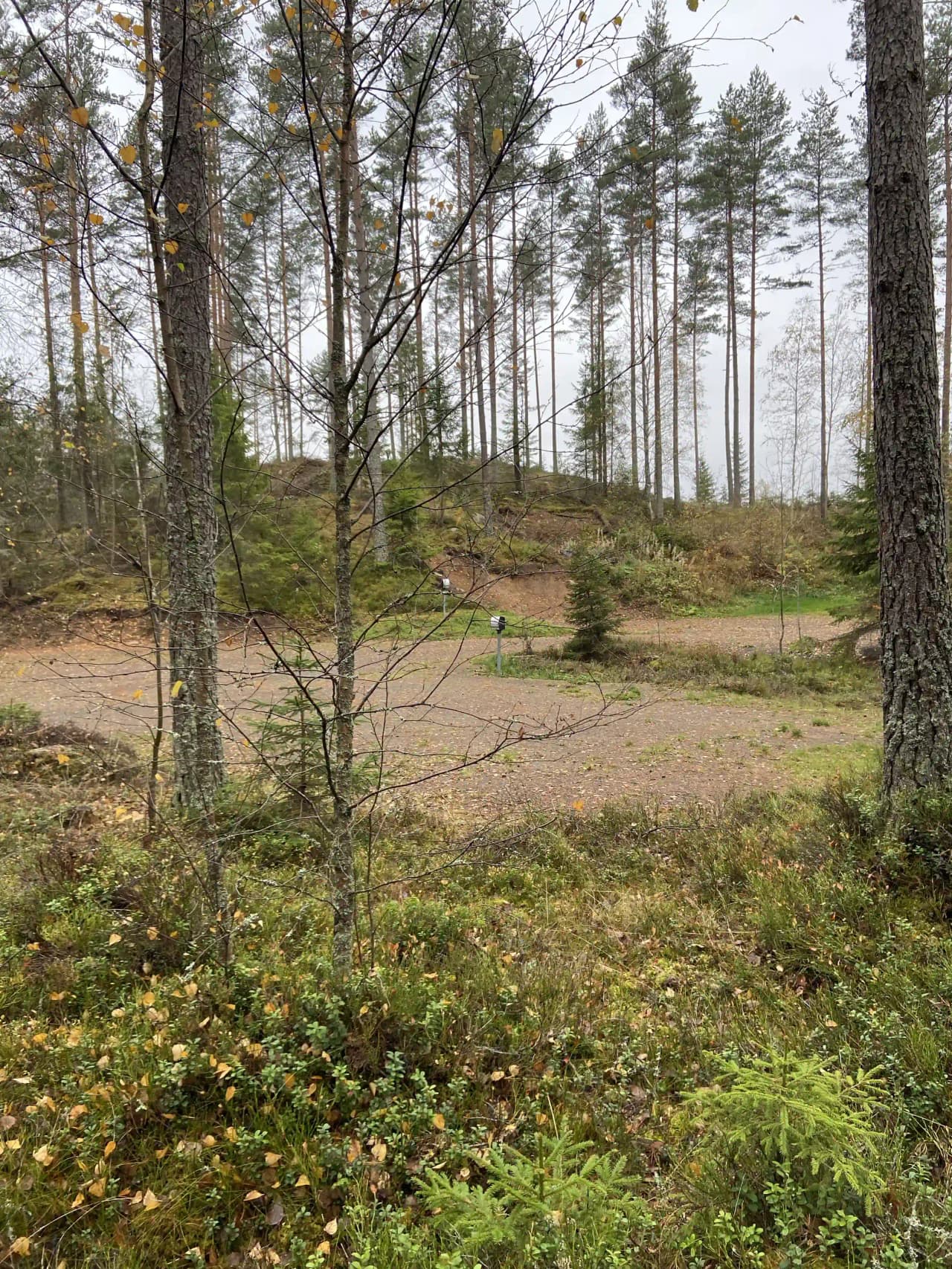 En grön och frodig skogsmiljö vid Hoks naturcamping, med träd och buskage i en vildmarksliknande omgivning.