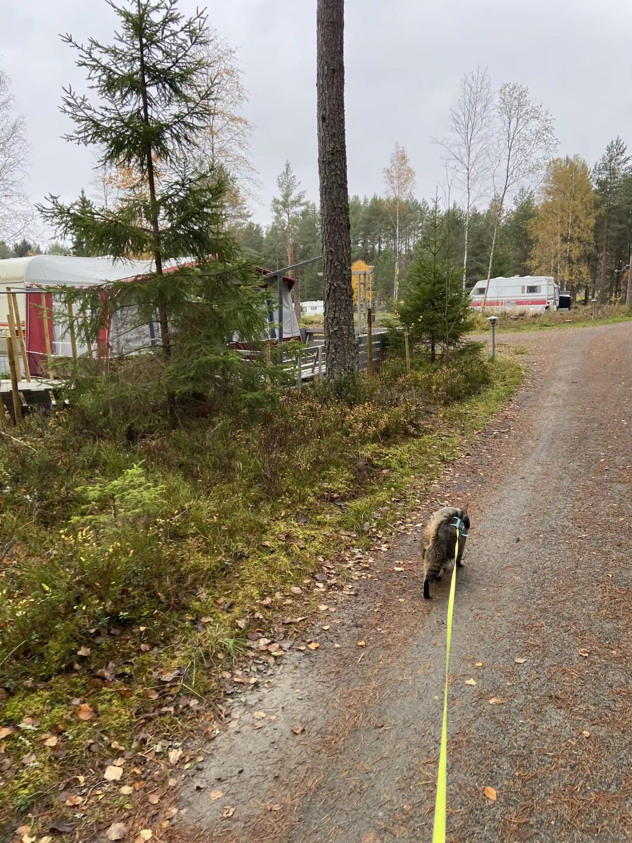 En hund går på en skogsstig vid Hoks naturcamping.