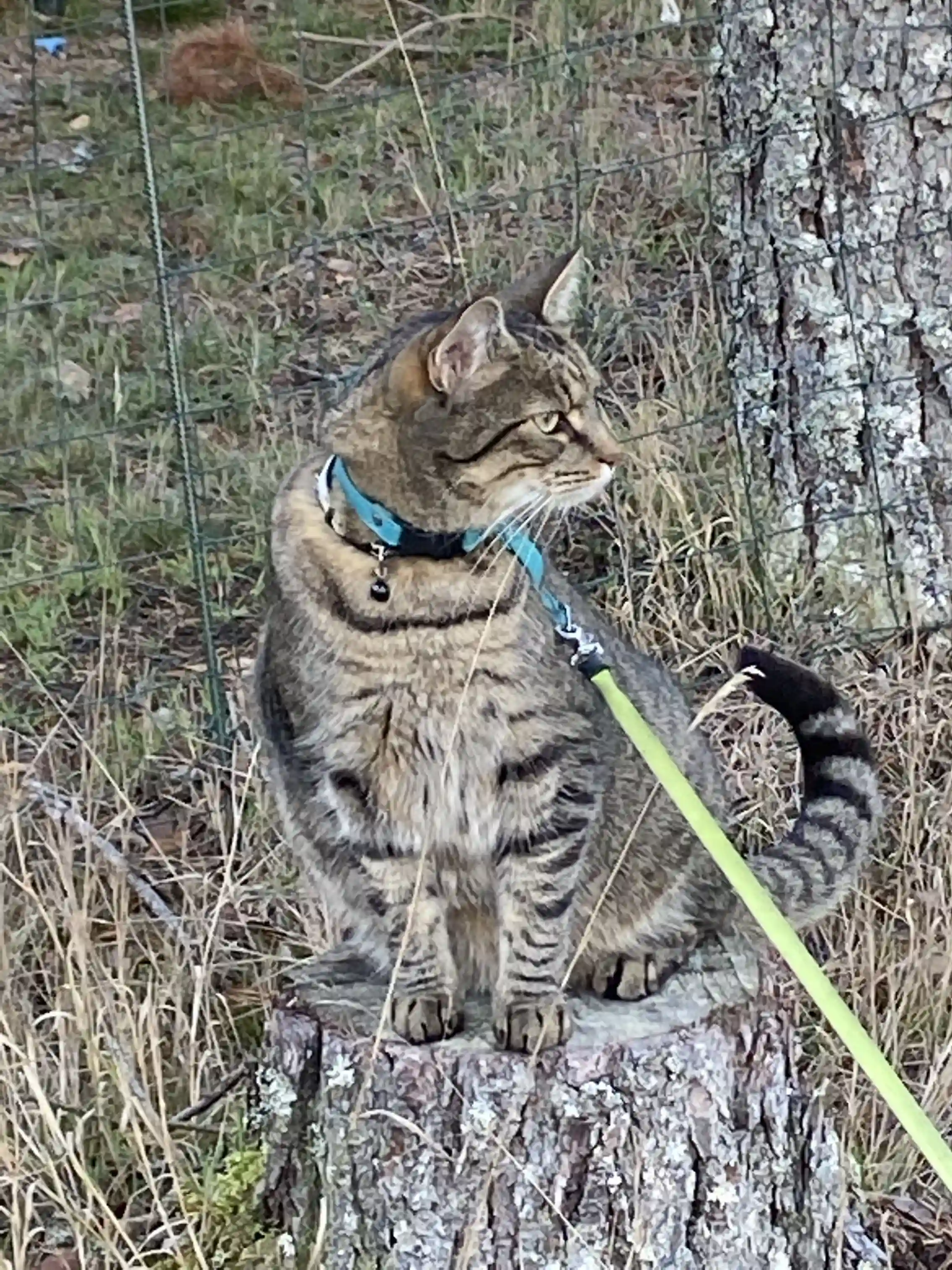 En katt med kort päls och ett halsband sitter på marken vid Hoks naturcamping.