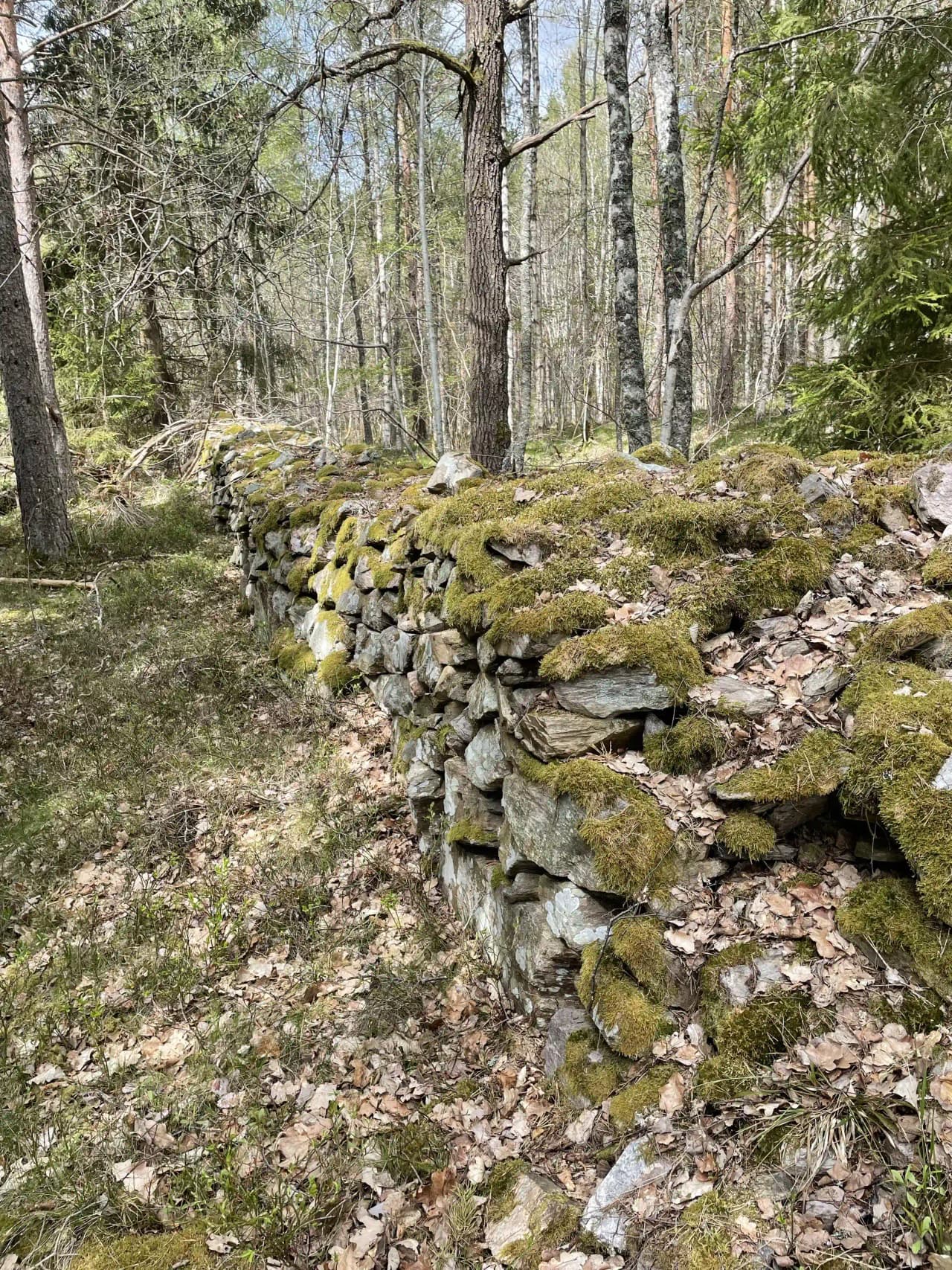 En skogsbild visar en naturlig miljö vid Orrefors Camping med trädstammar, stenblock och en tät växtlighet, som skapar en känsla av vildmark och lugn.