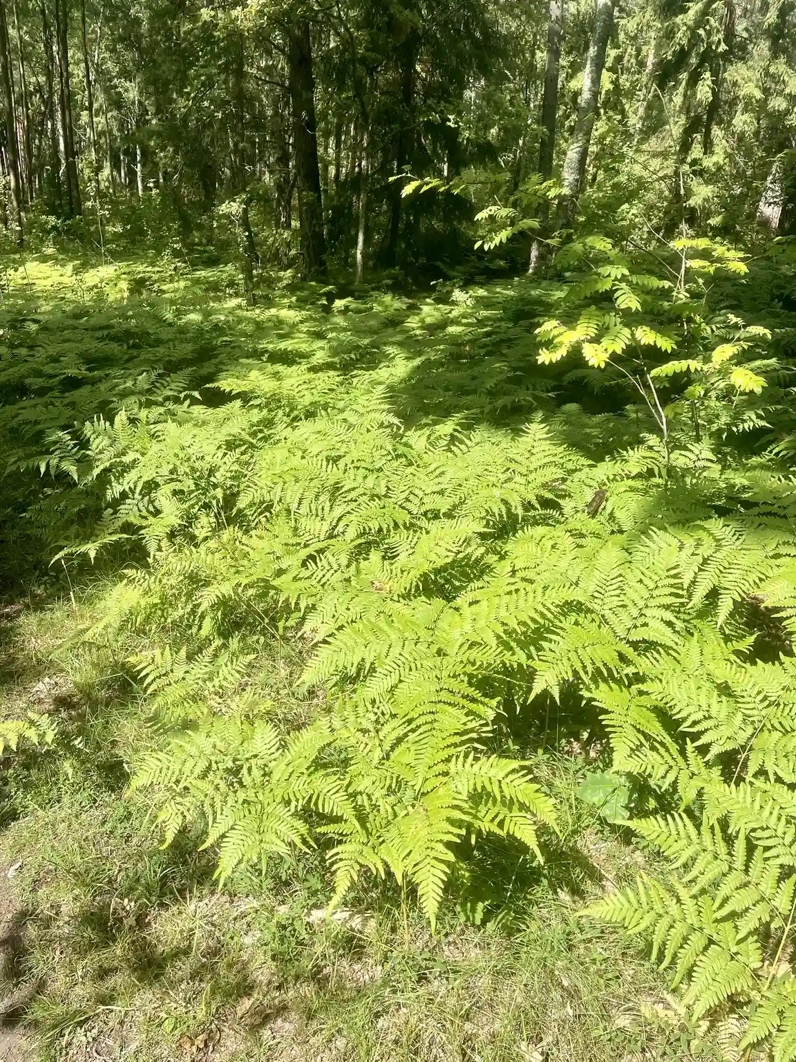 Lummig skogsmiljö vid Camp Nygård med tät vegetation och ormbunkar som täcker marken.