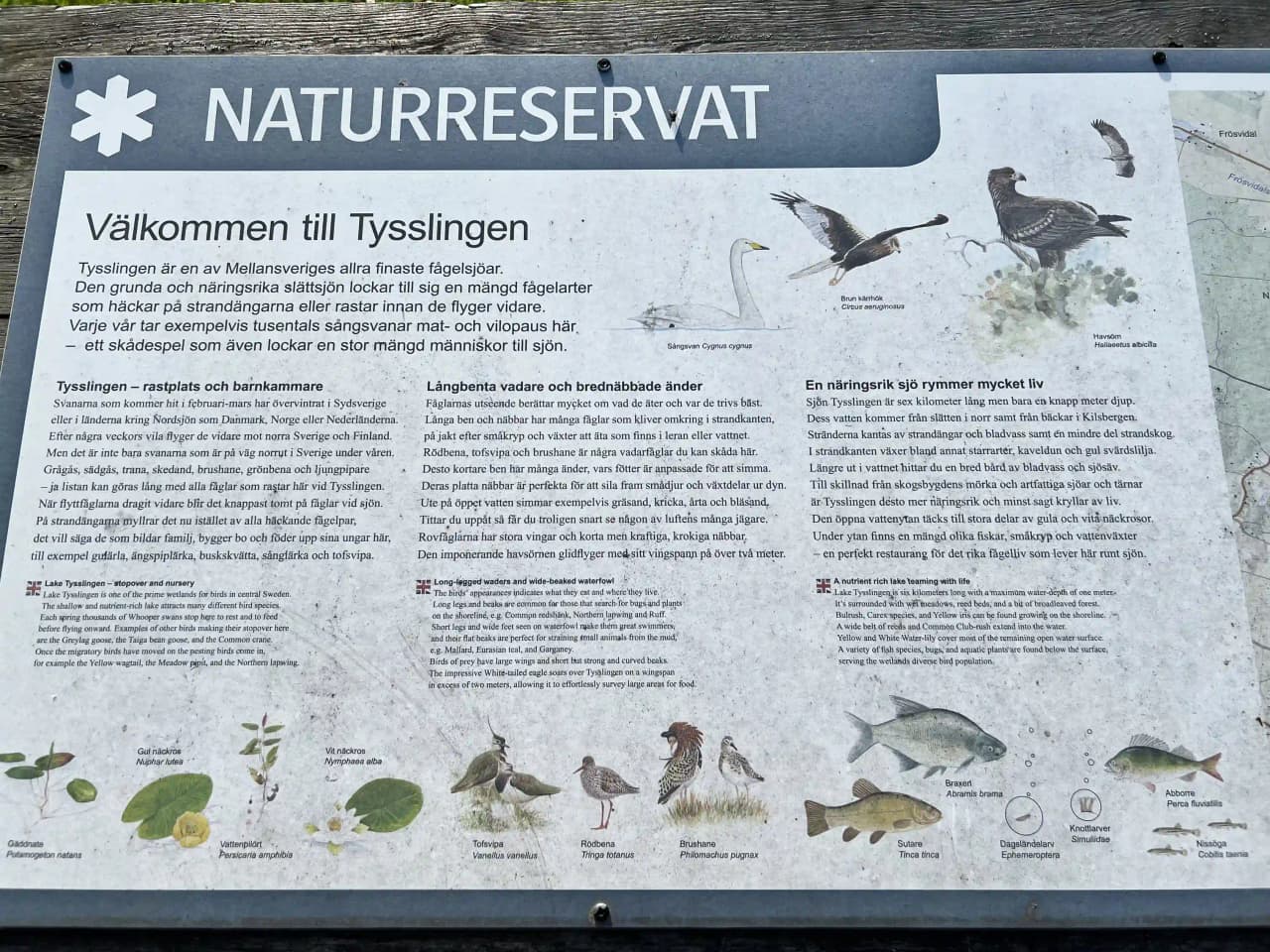 En grupp av fåglar, inklusive änder och vadarfåglar, i en våtmarksmiljö vid Gustavsvik Resort. Fåglarna står på en lerig strandkant och omgivningen präglas av vatten, vilket speglar djurens naturliga habitat.