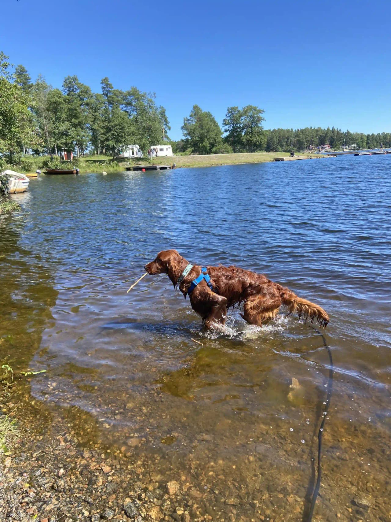 En hund intill en sjö vid Kungsgården Långvind, omgivet av vatten och skog.