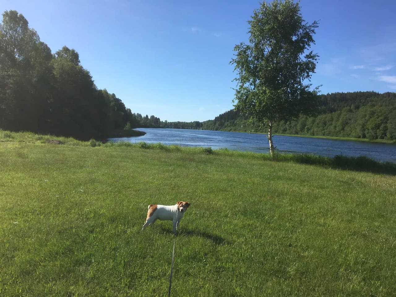 En hund står på en grön äng vid Värnäs camping, omgiven av gräs, växter och en naturskön miljö.