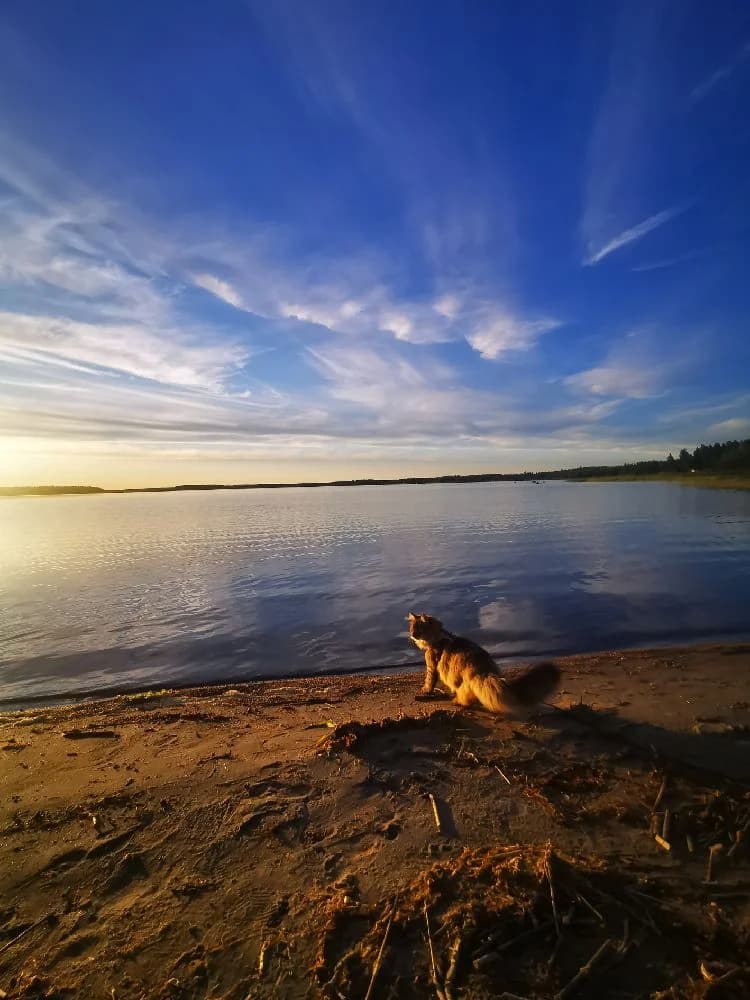 En hund springer längs en sandstrand vid Borgaruddens havsbad och familjecamping under en kväll med molnig himmel, havet syns i bakgrunden.