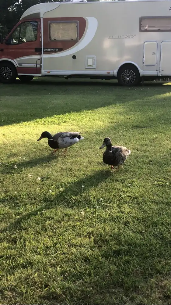 Bild av en grön gräsmatta vid Hörsjöns camping, med några änder som promenerar runt. I bakgrunden syns husvagnar uppställda i ett campingområde, omgivna av lummig natur.