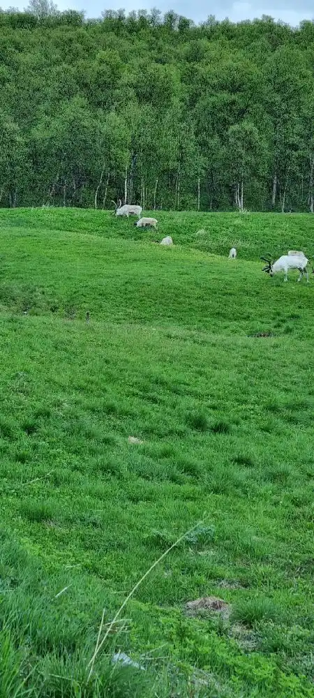 En vidsträckt och grönskande äng med betande djur, omgiven av fjällandskap, vid fjällnäs camping.