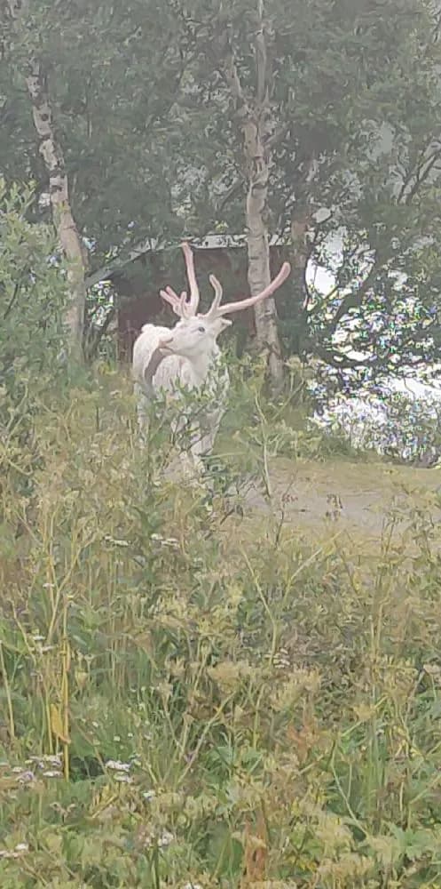 En skogsglänta fylld med grönska, där ett rådjur med imponerande horn står mellan trädstammarna.