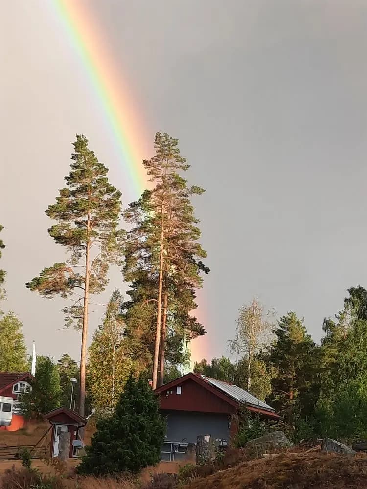 En regnbåge över en grön och frodig barrskog i solnedgången, vilket skapar en stämningsfull och naturnära atmosfär vid Skruvs vildmarkscamping.