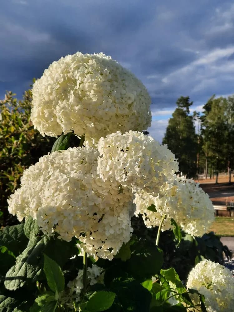 Närbild av blommande vildblommor i Skruvs vildmarkscamping, med färgglada kronblad och grönska som markerar vårens ankomst i en naturskön miljö.