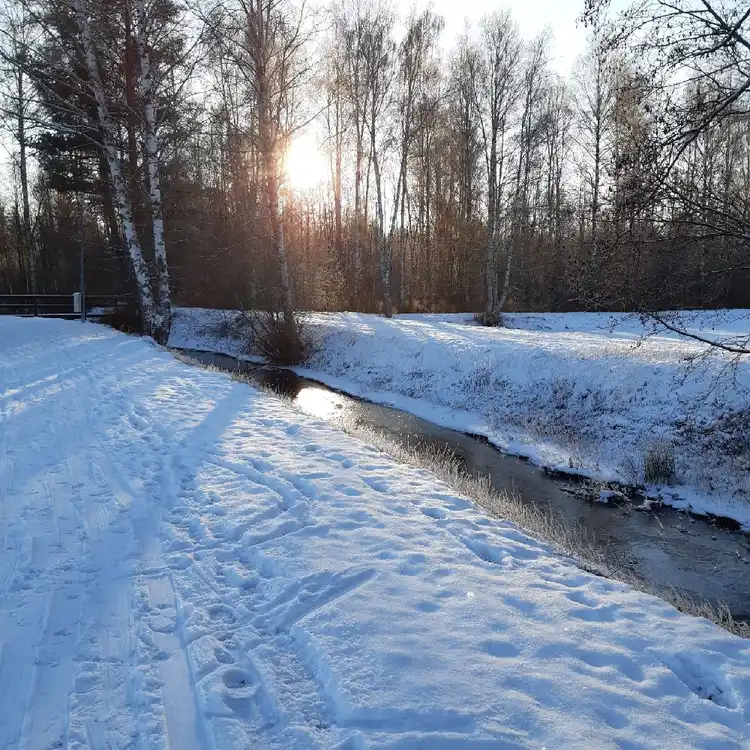 En snötäckt vinterlandskap med frostiga trädgrenar under en klarblå himmel, morgonsolen strålar igenom och skapar ett lugnt och fridfullt intryck.