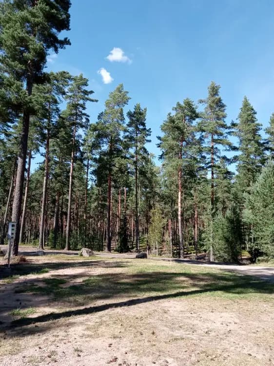 Bild av en skogslandskap vid Nyhemsgården, med täta träd av olika arter, inklusive granar och lärkträd, samt en frodig grönska av löv och grenar som skapar en naturlig och rofylld miljö.