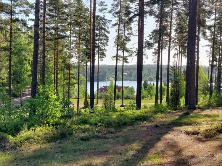 En grönskande skogsmiljö vid Nyhemsgården med frodig vegetation, gräs och höga träd som skapar en lugn och naturlig atmosfär.