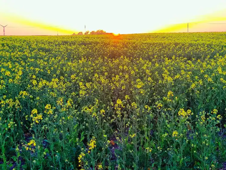 En vidsträckt grön äng med gula blommor i förgrunden, omgiven av öppna fält och somrig vegetation vid ställplats Wild West.