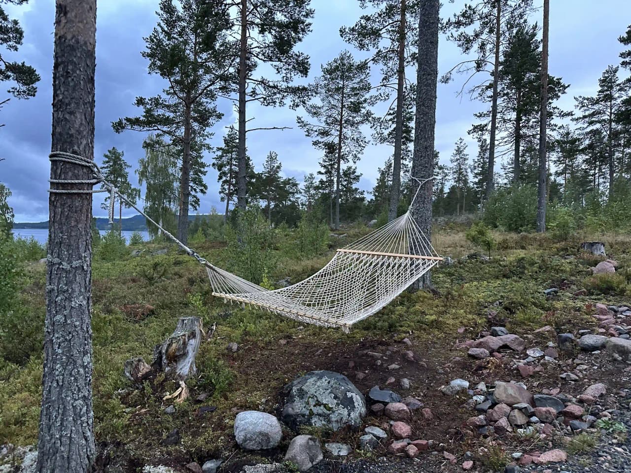 En hammock av naturligt material hänger bland tallarna i en tät barrskog vid Måvikens camping & naturområde.
