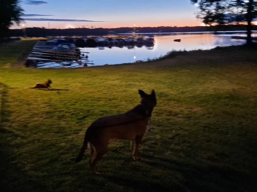 En hund sitter vid en sjö i skymningen medan solen går ner, med vattnet som speglar de varma färgerna av solnedgången.