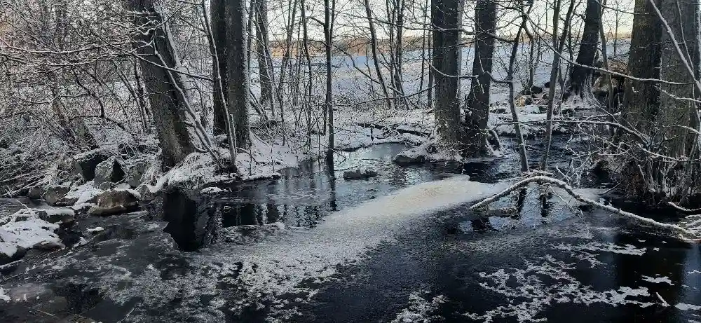 En snötäckt skogsmiljö vid Kvarngården hembygdsgård, med trädstammar och grenar som sträcker sig upp mot en blek vinterhimmel.