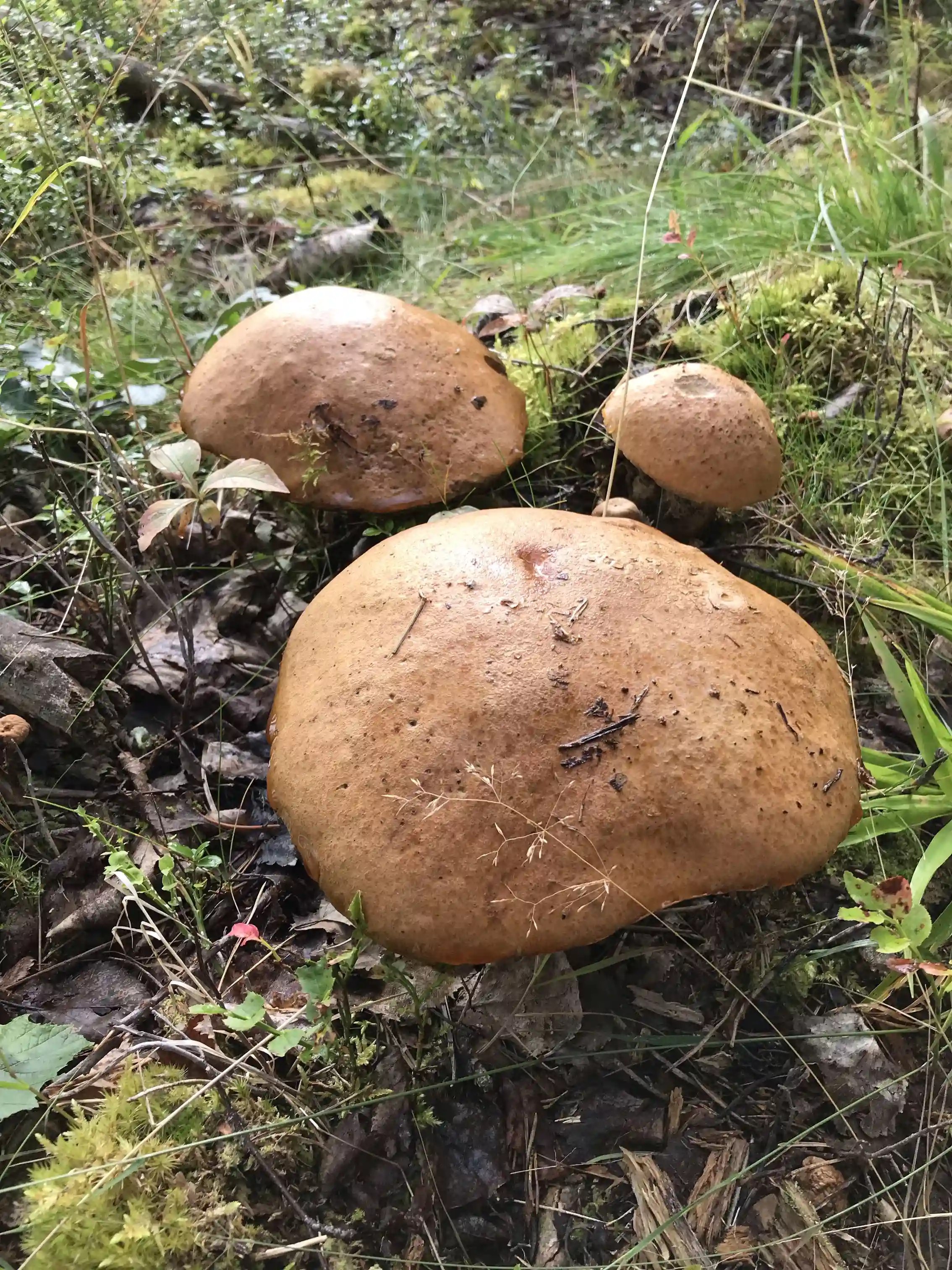 Bild av en skogsmiljö vid Rossön Camping med fokus på ett kluster av svampar, inklusive stensopp och andra ätbara svampar, som växer på marken bland mossa och lövverk.