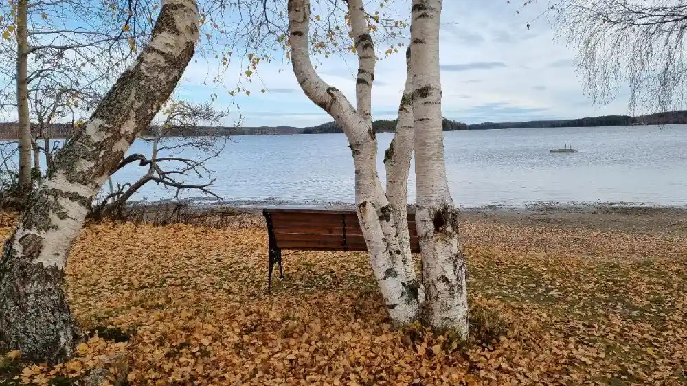 Alt-text: En naturskön vy vid Sagaliden med grönskande trädgrenar, vatten, och en utomhusbänk vid strandkanten.